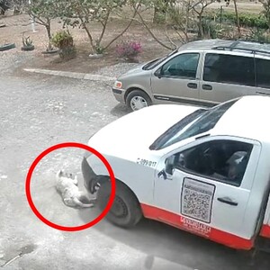 Captura de un video de seguridad donde un camión repartidor de gas está a punto de arrollar a un perro callejero