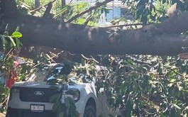Árbol con vehículo abajo