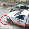 Captura de un video de seguridad donde un camión repartidor de gas está a punto de arrollar a un perro callejero