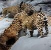 Hembra jaguar junto a sus crías fotografiada en la Sierra Gorda de Guanajuato.