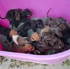 Varios cachorritos de distintos colores dentro de una tina color rosa con una toalla en el fondo siendo transportados por dos hombres con guantes
