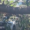 Árbol con vehículo abajo