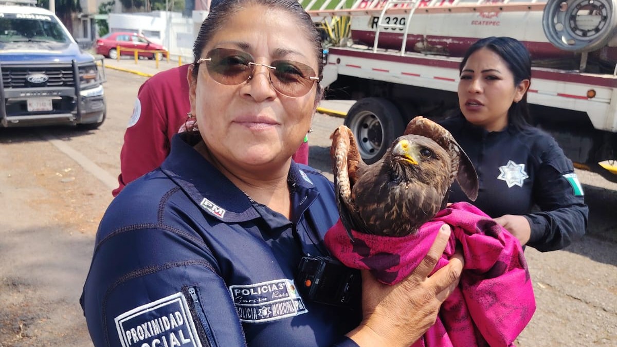 Policía rescata a Águila en las calles de Ecatepec