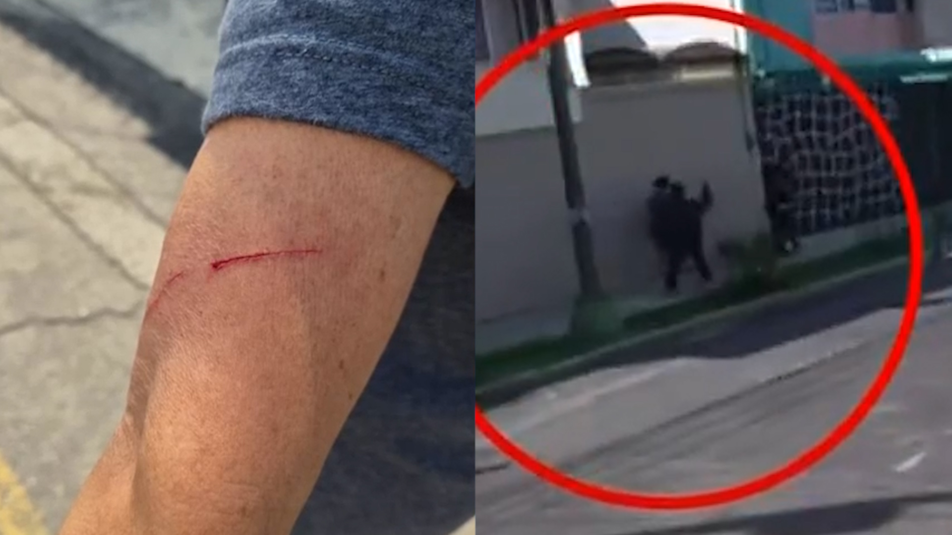 Cámaras de seguridad captan a sujeto agrediendo con cuchillo a dos mujeres que paseaban a su perro en Lindavista. El agresor sigue libre.