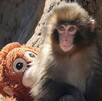 Dos creadores de contenido estadounidenses terminaron detenidos tras invadir disfrazados el hábitat del famoso macaco Punch en Tokio. Conoce todos los detalles.
