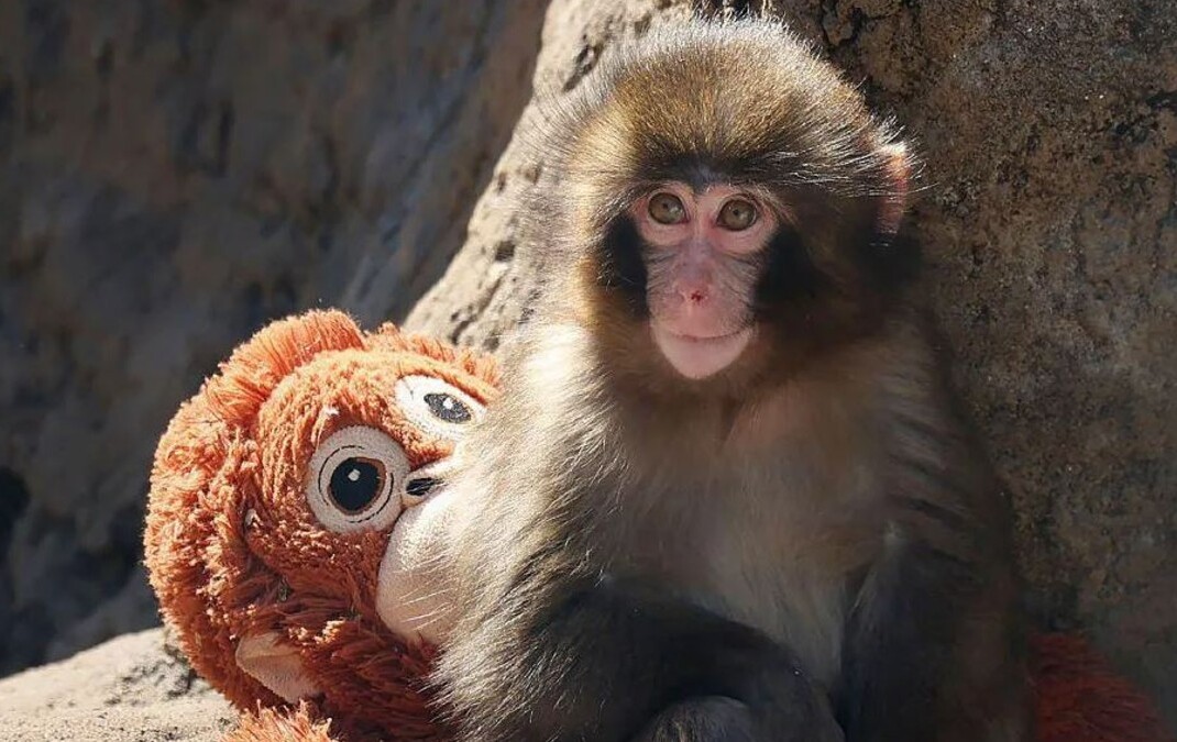 Mono Punch: arrestan a dos hombres por-entrar en-zoológico en Japón| Telediario México