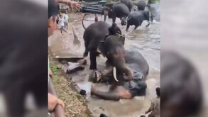 Dos elefantes peleando y uno de ellos tumbado sobre el agua de un ría con otros elefantes y turistas alrededor en la India