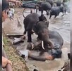 Dos elefantes peleando y uno de ellos tumbado sobre el agua de un ría con otros elefantes y turistas alrededor en la India