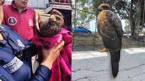 Un Águila fue hallada en Ecatepec