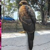 Un Águila fue hallada en Ecatepec