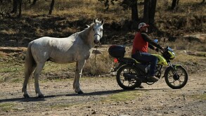 Un hombre a bordo de una motocicleta decidió echarle una mano —o mejor dicho, una “jaladita”— a un caballo blanco en la Sierra de Lobos.