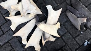 Aletas de tiburón de género alopias y carcharhinus tendidas sobre el suelo adoquinado en puerto de Manzanillo, Colima