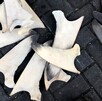 Aletas de tiburón de género alopias y carcharhinus tendidas sobre el suelo adoquinado en puerto de Manzanillo, Colima