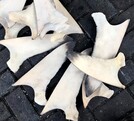 Aletas de tiburón de género alopias y carcharhinus tendidas sobre el suelo adoquinado en puerto de Manzanillo, Colima