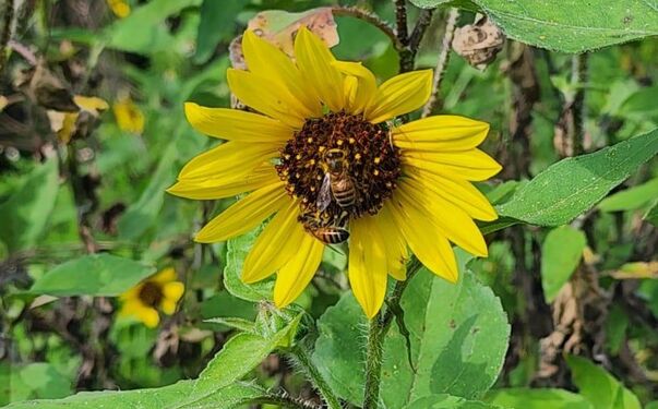 Abeja en girasol
