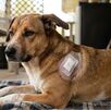 Canino caso de gusano