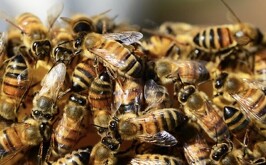 Abejas que atacaron a un hombre de Argentina, provocando su muerte.