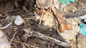 Huesos de restos de personas en kilometro 18 carretera a Saltillo en Zapopan