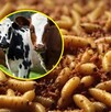 Gusano barrenador: ¿es peligroso comer carne de res debido a esta plaga?