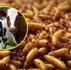 Gusano barrenador: ¿es peligroso comer carne de res debido a esta plaga?