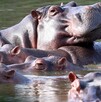 Hipopótamos nadando en la laguna del parque Hacienda Nápoles.