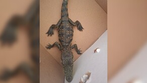 Cocodrilo bebé es capturado por vecinos de la colonia Obrera en León y puesto a la disposición de las autoridades.