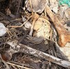 Huesos de restos de personas en kilometro 18 carretera a Saltillo en Zapopan