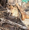 Huesos de restos de personas en kilometro 18 carretera a Saltillo en Zapopan