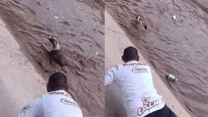 Perro ahogándose en canal de riego