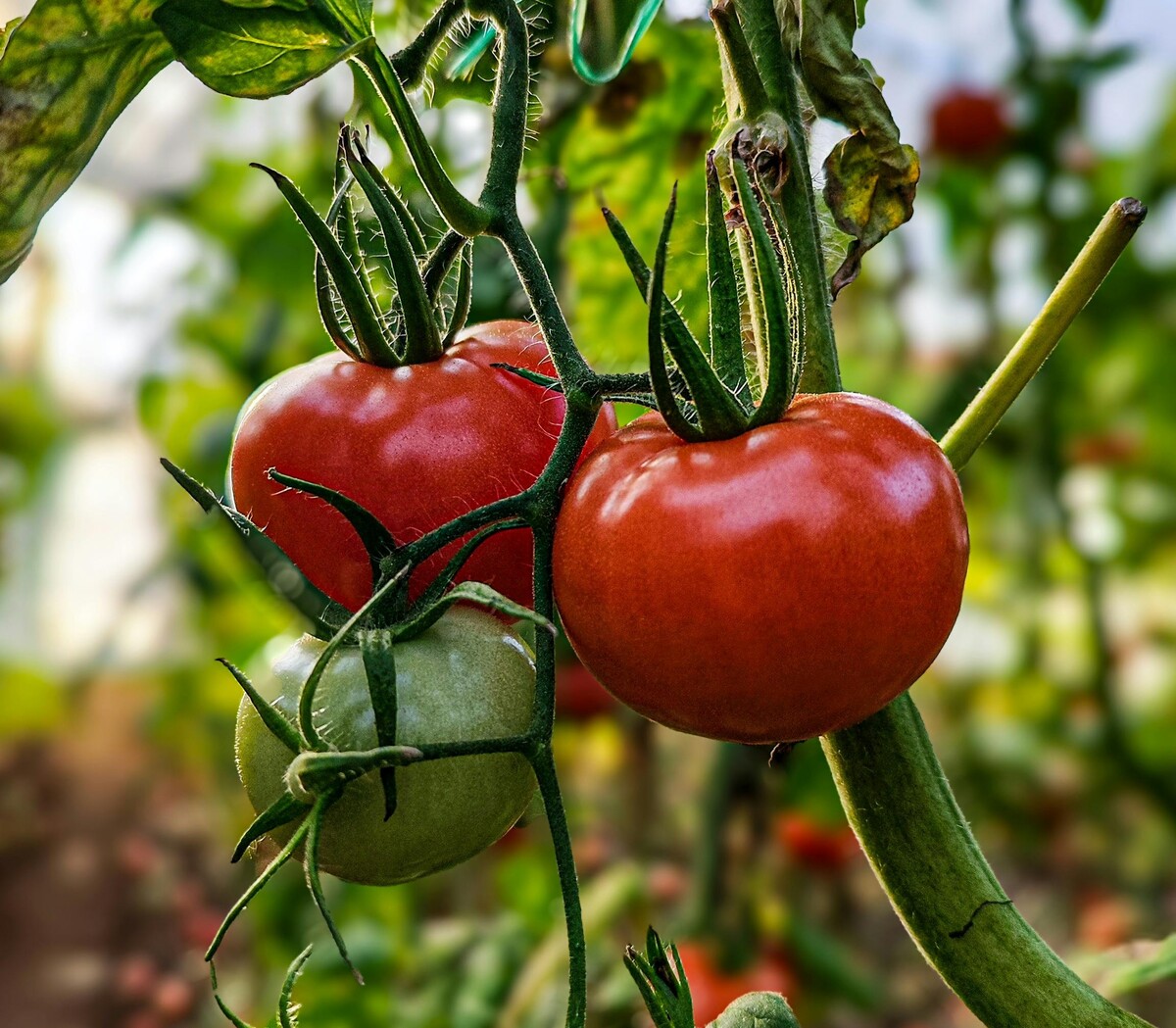 El precio del tomate mantiene presión sobre restaurantes, mercados y familias que buscan opciones más económicas.