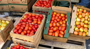 El precio del tomate mantiene presión sobre restaurantes, mercados y familias que buscan opciones más económicas.