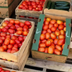 El precio del tomate mantiene presión sobre restaurantes, mercados y familias que buscan opciones más económicas.