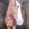 caballo maltratado