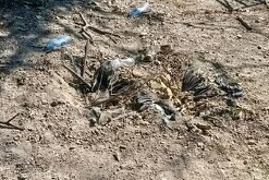 Suelo de tierra con bolsas enterradas donde ocurrió la explosión de una mina terrestre en Michoacán dentro de una parcela