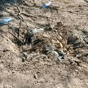 Suelo de tierra con bolsas enterradas donde ocurrió la explosión de una mina terrestre en Michoacán dentro de una parcela