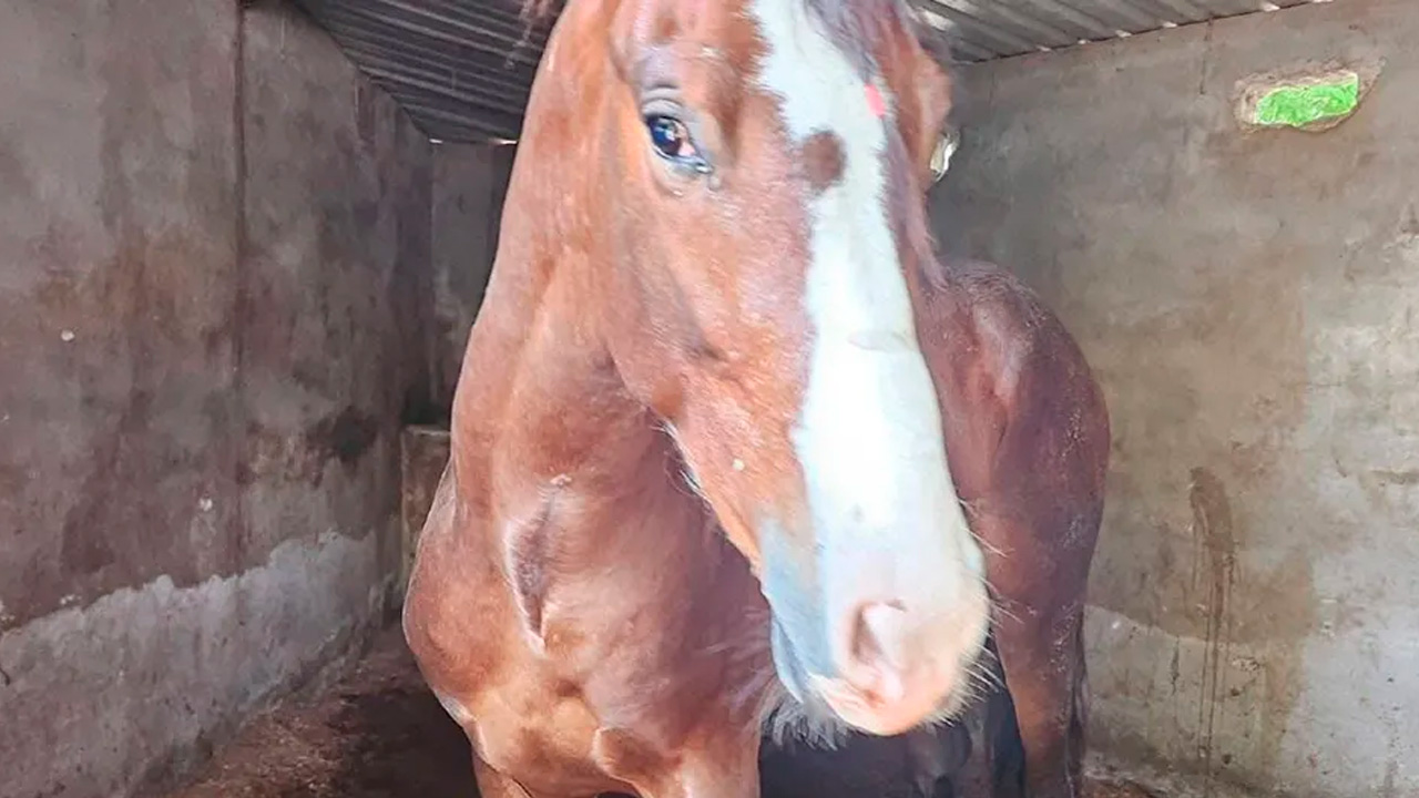 La Fiscalía de Colima abrió una carpeta de investigación por un presunto caso de maltrato animal contra un caballo.