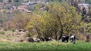 El colectivo Guerreros Buscadores de Jalisco localizó restos humanos en El Salto tras un reporte anónimo. Fiscalía ya investiga la zona.