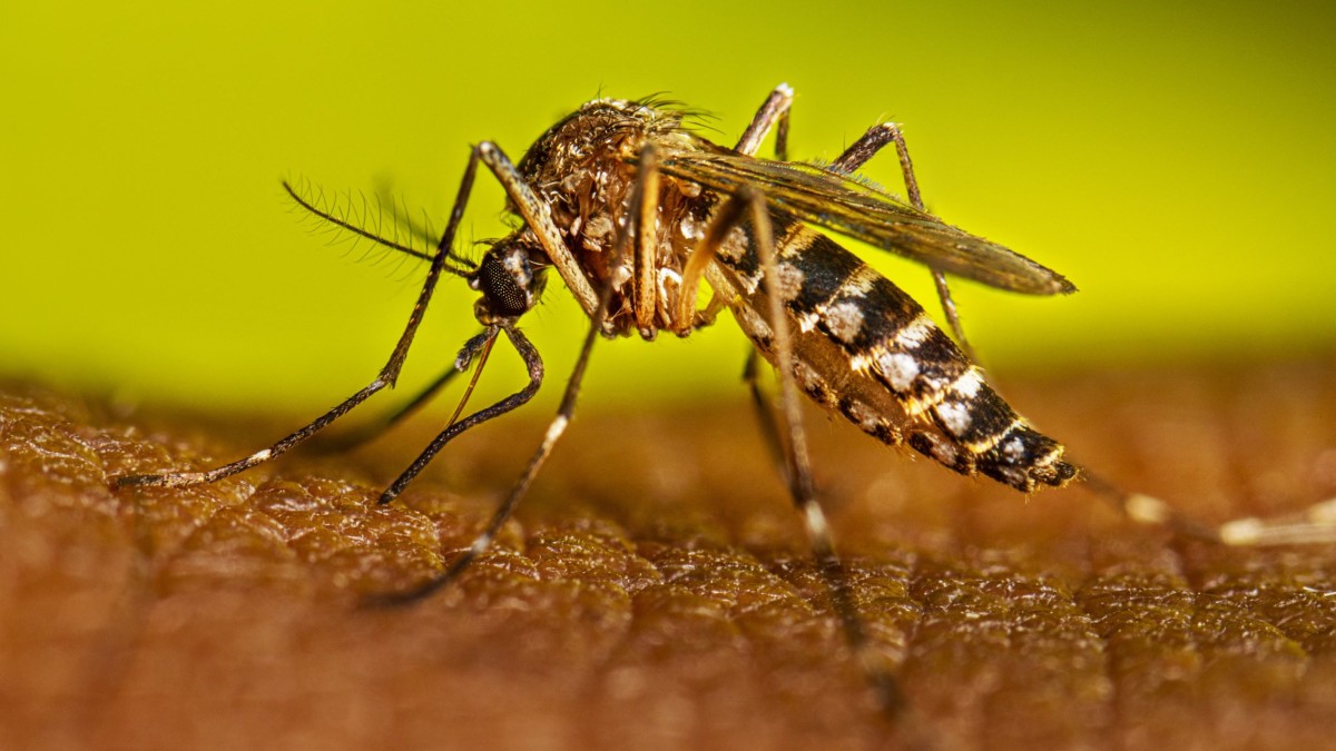 Dengue