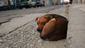 Perro callejero color café echado en medio de una calle con autos estacionados y personas camimando alrededor