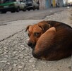 Perro callejero color café echado en medio de una calle con autos estacionados y personas camimando alrededor