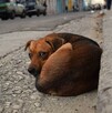 Perro callejero color café echado en medio de una calle con autos estacionados y personas camimando alrededor