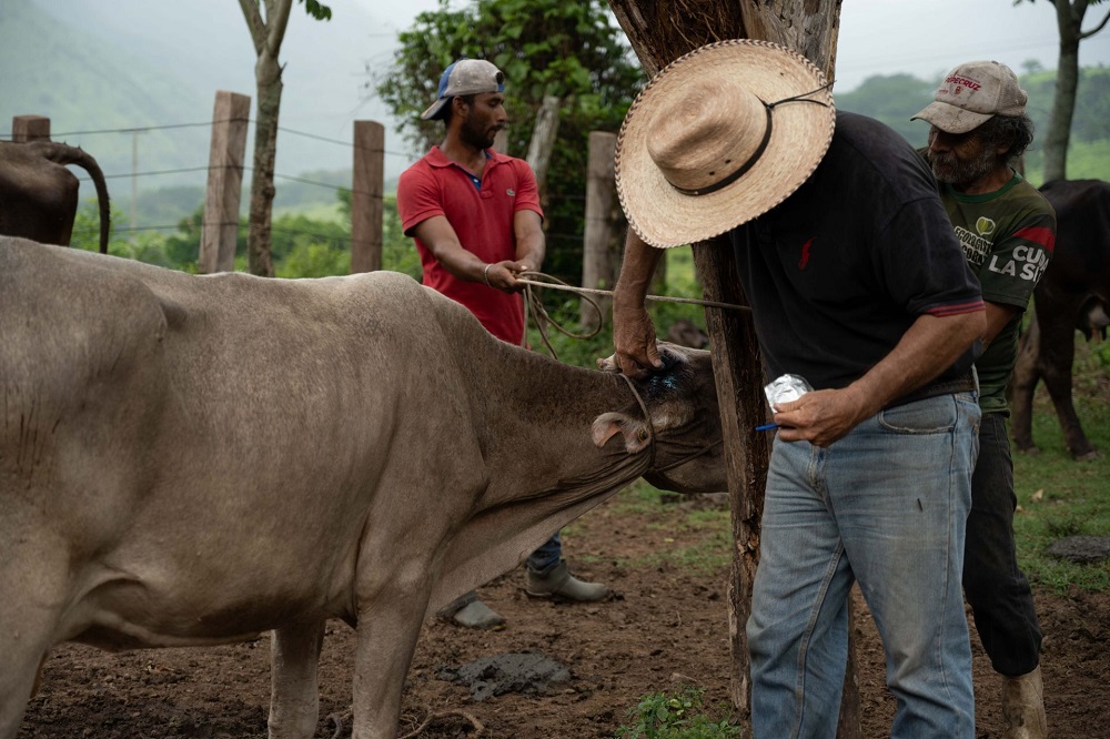 Hombre aplicando medicina a la oreja de una vaca.