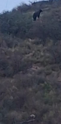 Un oso mediano causó terror en la colonia Francisco Villa de Saltillo. Autoridades desplegaron un operativo en el Cerro del Pueblo tras el reporte.