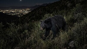 Se observa un oso color negro caminando entre las hierbas de un cerro; es de noche.