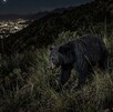 Se observa un oso color negro caminando entre las hierbas de un cerro; es de noche.