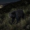 Se observa un oso color negro caminando entre las hierbas de un cerro; es de noche.