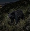 Se observa un oso color negro caminando entre las hierbas de un cerro; es de noche.