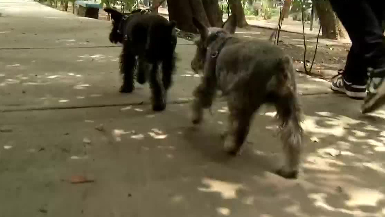 Un poste de luz con cables expuestos genera descargas eléctricas en calles de Coyoacán, poniendo en riesgo a peatones y mascotas.
