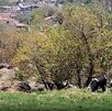 El colectivo Guerreros Buscadores de Jalisco localizó restos humanos en El Salto tras un reporte anónimo. Fiscalía ya investiga la zona.