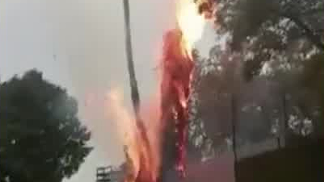 La caída de un rayo provocó un incendio en palmeras de la colonia Jardines del Pedregal, en Álvaro Obregón.